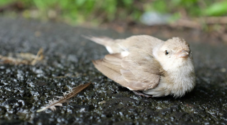 bird in a road